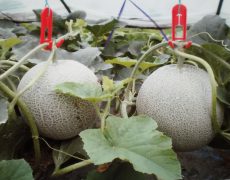 港南台のこだわりの完熟メロン